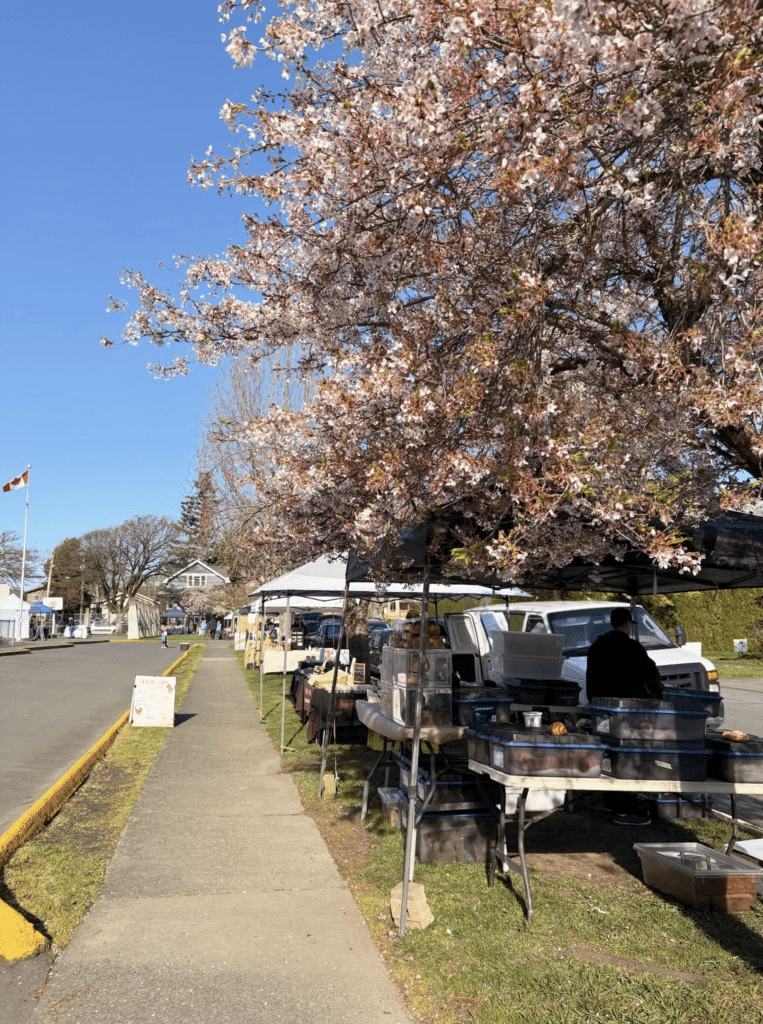Cheery Blossoms and stalls at Victoria Farmers Market at Moss Street.