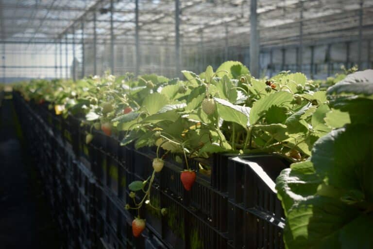 Farm Profile: Longview Farms